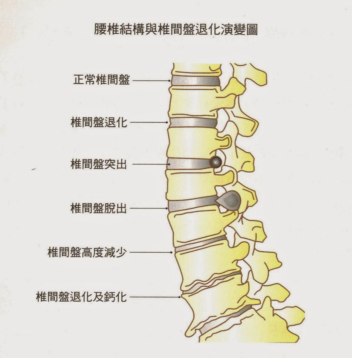 Spinal Cord 2